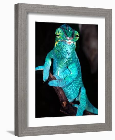 Nosy Be Blue Phase Panther Chameleon, Native to Madagascar-David Northcott-Framed Photographic Print