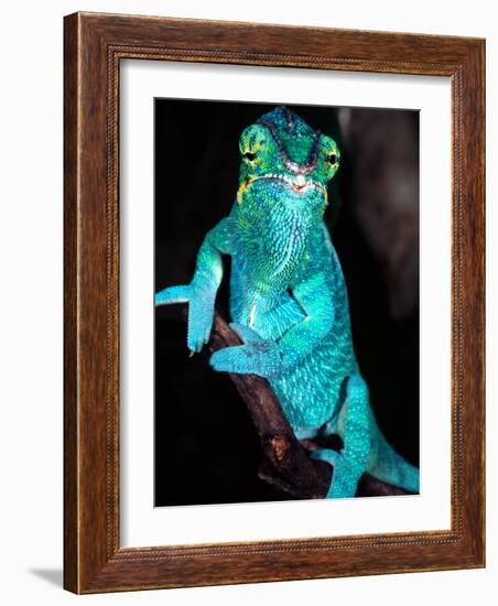 Nosy Be Blue Phase Panther Chameleon, Native to Madagascar-David Northcott-Framed Photographic Print