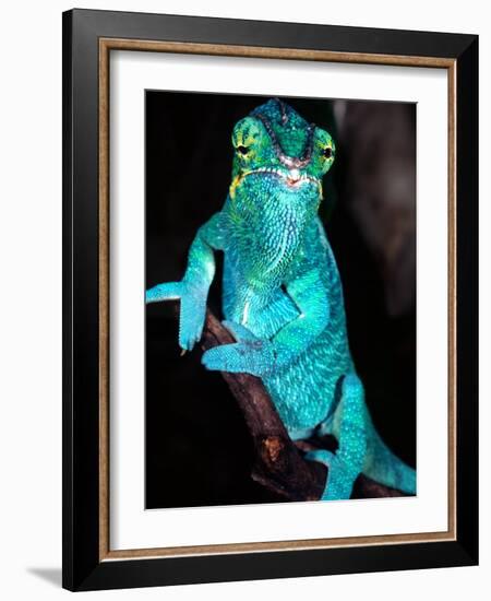 Nosy Be Blue Phase Panther Chameleon, Native to Madagascar-David Northcott-Framed Photographic Print