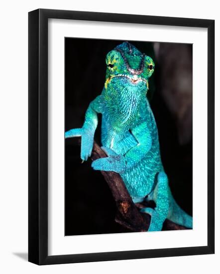 Nosy Be Blue Phase Panther Chameleon, Native to Madagascar-David Northcott-Framed Photographic Print