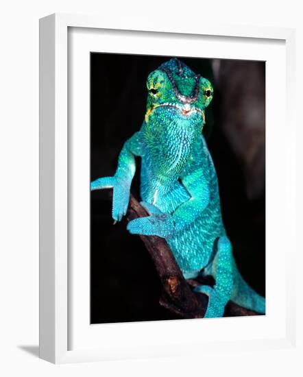 Nosy Be Blue Phase Panther Chameleon, Native to Madagascar-David Northcott-Framed Photographic Print