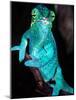 Nosy Be Blue Phase Panther Chameleon, Native to Madagascar-David Northcott-Mounted Photographic Print