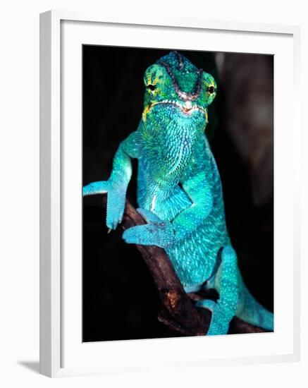 Nosy Be Blue Phase Panther Chameleon, Native to Madagascar-David Northcott-Framed Photographic Print