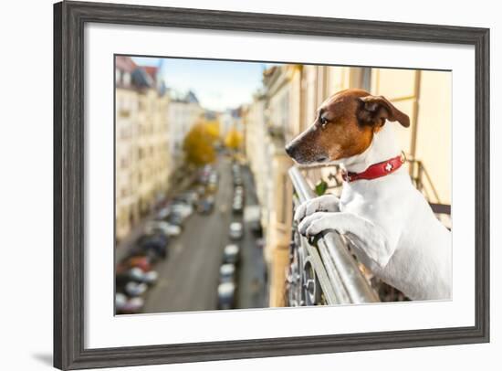 Nosy Watching Dog-Javier Brosch-Framed Photographic Print