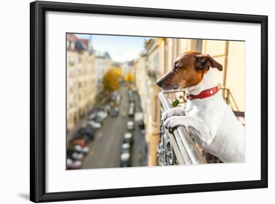 Nosy Watching Dog-Javier Brosch-Framed Photographic Print