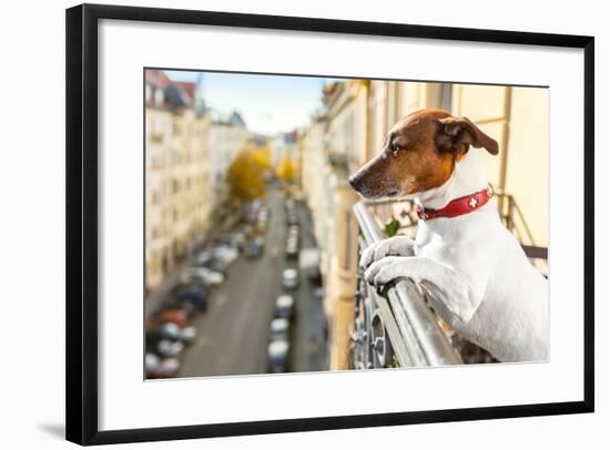 Nosy Watching Dog-Javier Brosch-Framed Photographic Print