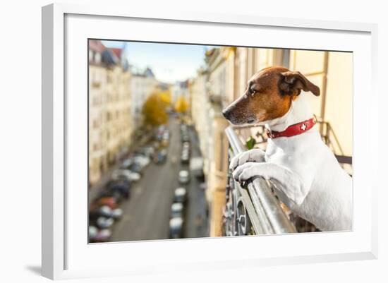 Nosy Watching Dog-Javier Brosch-Framed Photographic Print