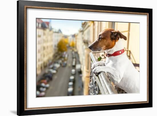 Nosy Watching Dog-Javier Brosch-Framed Photographic Print