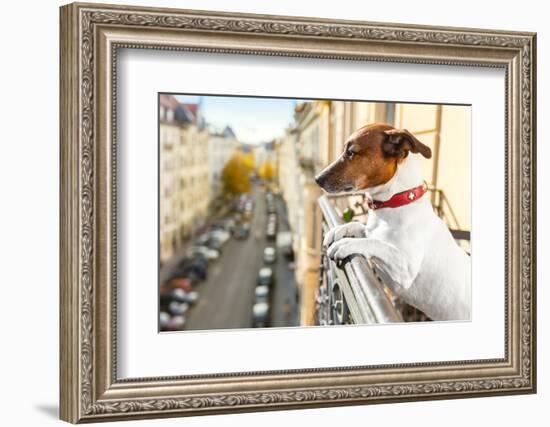 Nosy Watching Dog-Javier Brosch-Framed Photographic Print