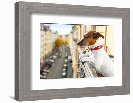 Nosy Watching Dog-Javier Brosch-Framed Photographic Print