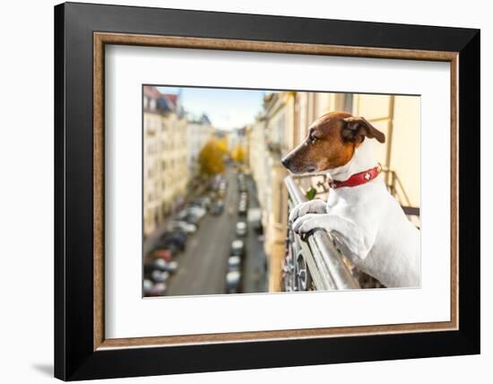 Nosy Watching Dog-Javier Brosch-Framed Photographic Print