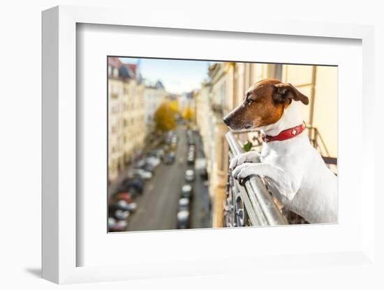 Nosy Watching Dog-Javier Brosch-Framed Photographic Print