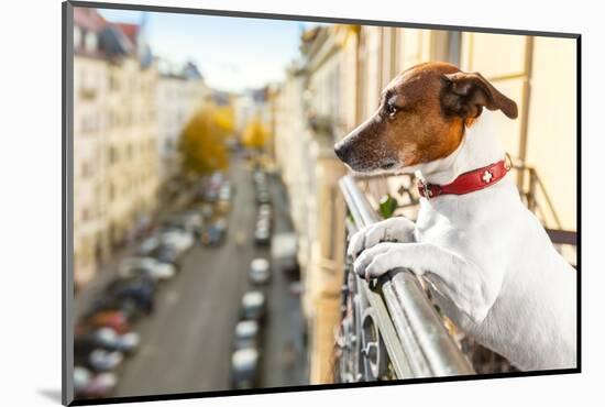 Nosy Watching Dog-Javier Brosch-Mounted Photographic Print