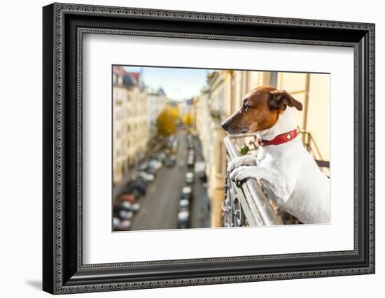 Nosy Watching Dog-Javier Brosch-Framed Photographic Print