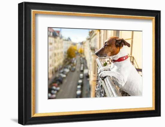 Nosy Watching Dog-Javier Brosch-Framed Photographic Print