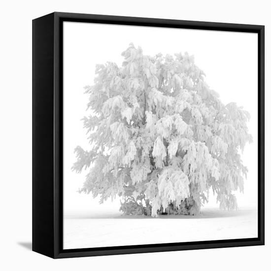 Not just white-Philippe Sainte-Laudy-Framed Premier Image Canvas