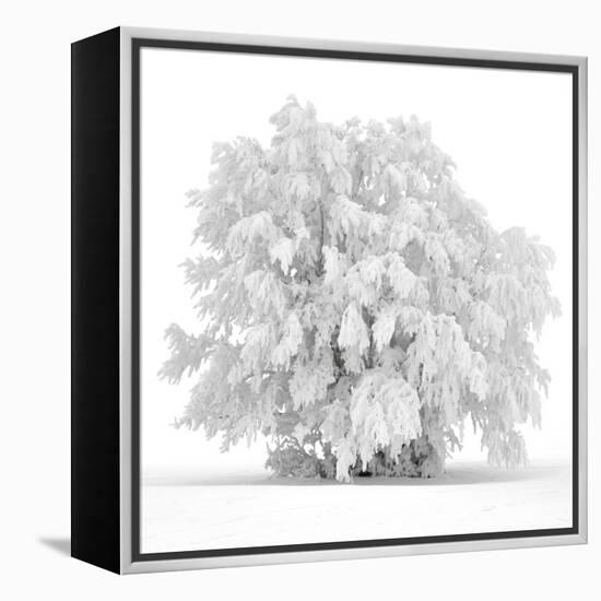 Not just white-Philippe Sainte-Laudy-Framed Premier Image Canvas