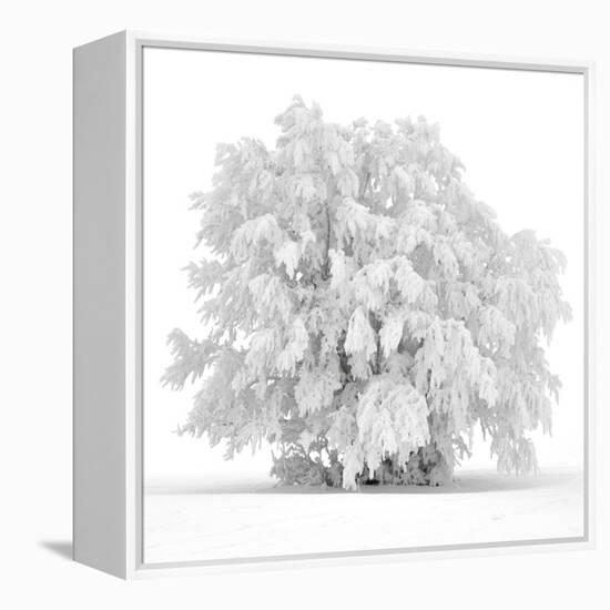 Not just white-Philippe Sainte-Laudy-Framed Premier Image Canvas