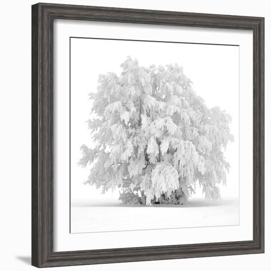 Not just white-Philippe Sainte-Laudy-Framed Photographic Print