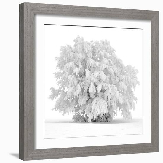 Not just white-Philippe Sainte-Laudy-Framed Photographic Print