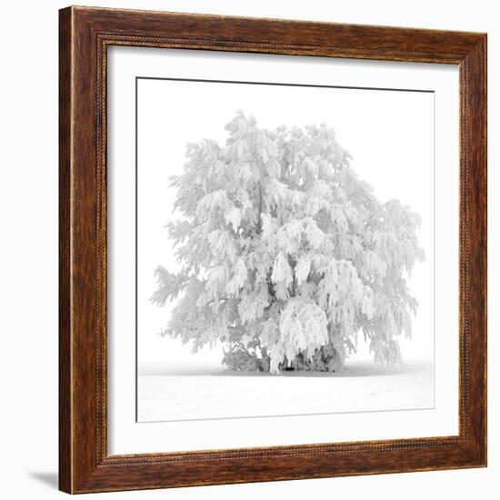 Not just white-Philippe Sainte-Laudy-Framed Photographic Print