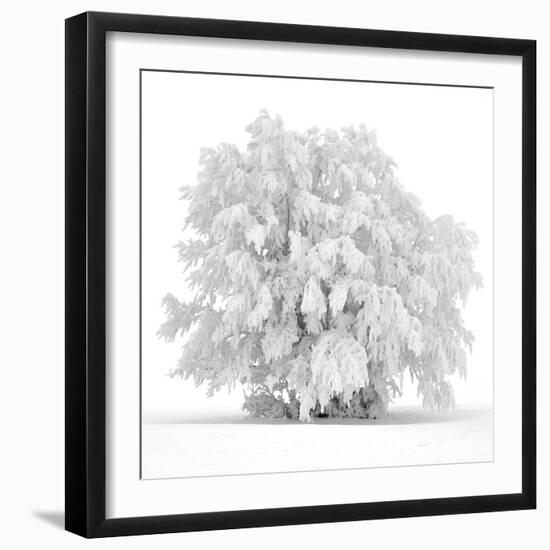 Not just white-Philippe Sainte-Laudy-Framed Photographic Print