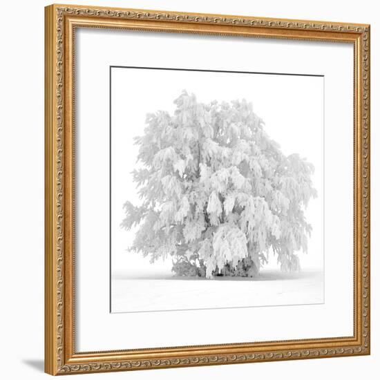 Not just white-Philippe Sainte-Laudy-Framed Photographic Print