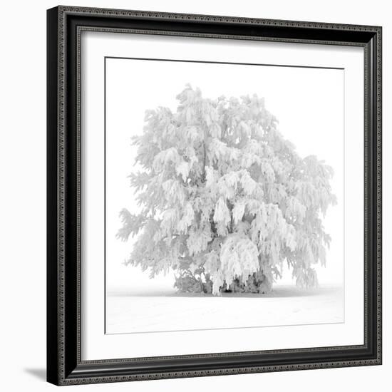 Not just white-Philippe Sainte-Laudy-Framed Photographic Print