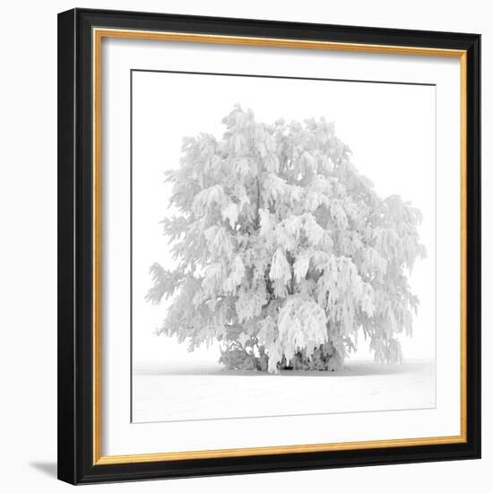 Not just white-Philippe Sainte-Laudy-Framed Photographic Print