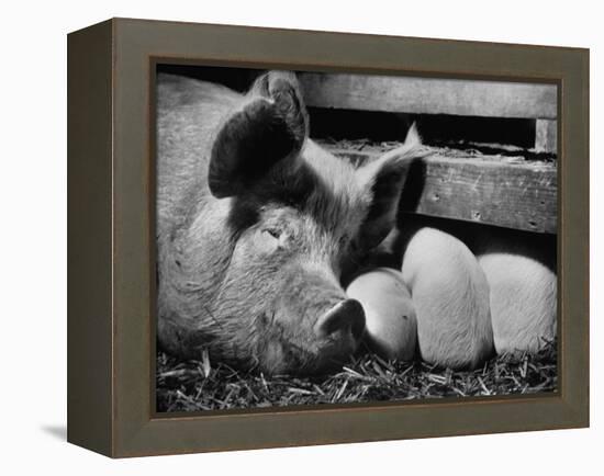 Not Pure Breds, Mixed Yorkshire Pigs, on Iowa Farm-Gordon Parks-Framed Premier Image Canvas