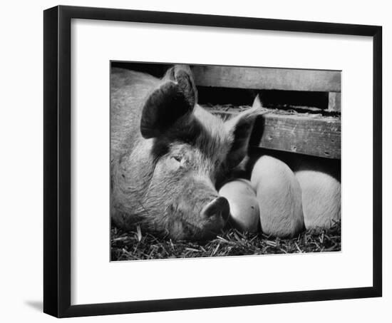 Not Pure Breds, Mixed Yorkshire Pigs, on Iowa Farm-Gordon Parks-Framed Premium Photographic Print