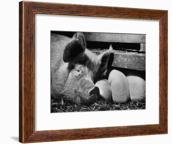 Not Pure Breds, Mixed Yorkshire Pigs, on Iowa Farm-Gordon Parks-Framed Premium Photographic Print