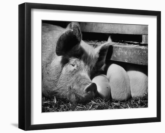 Not Pure Breds, Mixed Yorkshire Pigs, on Iowa Farm-Gordon Parks-Framed Premium Photographic Print