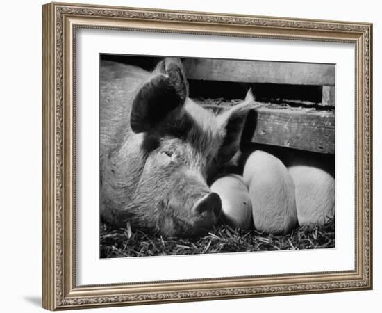 Not Pure Breds, Mixed Yorkshire Pigs, on Iowa Farm-Gordon Parks-Framed Photographic Print