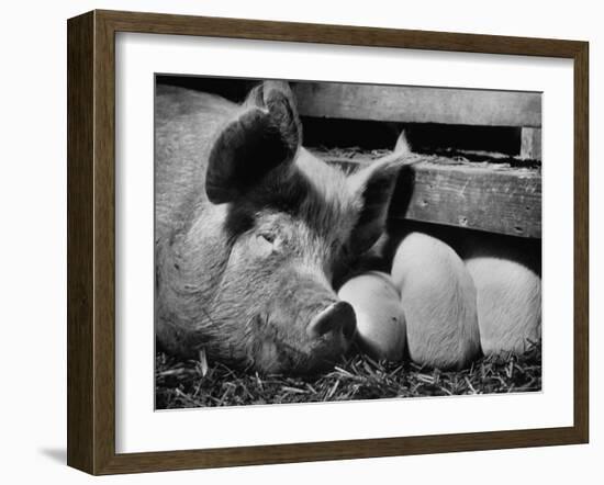 Not Pure Breds, Mixed Yorkshire Pigs, on Iowa Farm-Gordon Parks-Framed Photographic Print