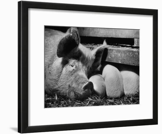 Not Pure Breds, Mixed Yorkshire Pigs, on Iowa Farm-Gordon Parks-Framed Photographic Print