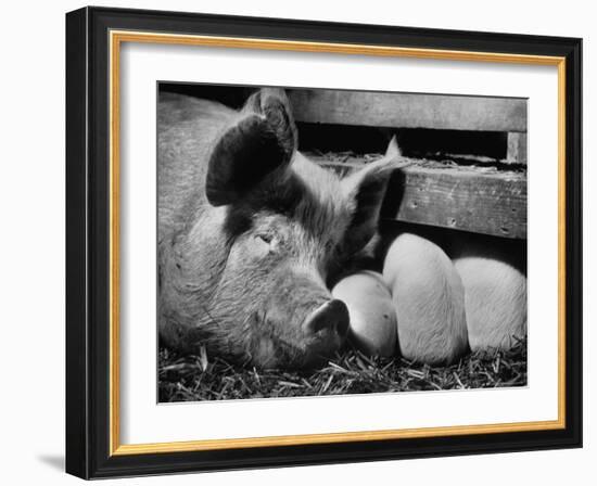 Not Pure Breds, Mixed Yorkshire Pigs, on Iowa Farm-Gordon Parks-Framed Photographic Print