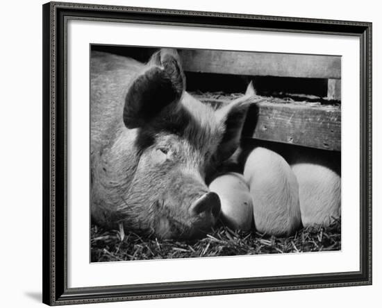 Not Pure Breds, Mixed Yorkshire Pigs, on Iowa Farm-Gordon Parks-Framed Photographic Print