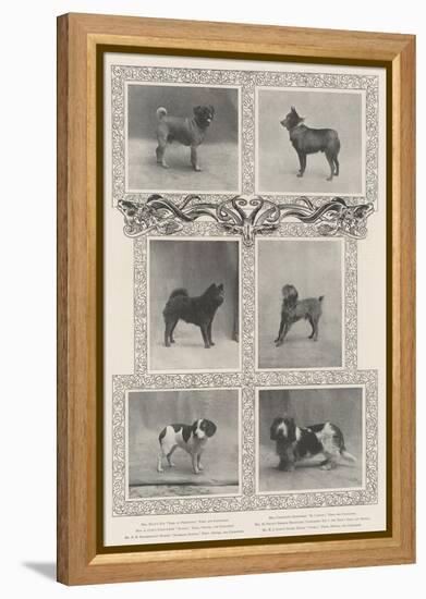 Notable Prize-Winners at the Kennel Club's Forty-Sixth Exhibition-null-Framed Premier Image Canvas
