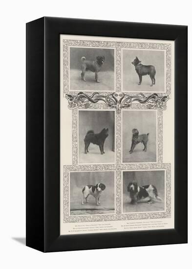 Notable Prize-Winners at the Kennel Club's Forty-Sixth Exhibition-null-Framed Premier Image Canvas