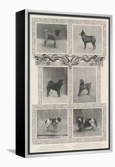 Notable Prize-Winners at the Kennel Club's Forty-Sixth Exhibition-null-Framed Premier Image Canvas