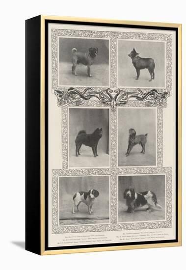 Notable Prize-Winners at the Kennel Club's Forty-Sixth Exhibition-null-Framed Premier Image Canvas