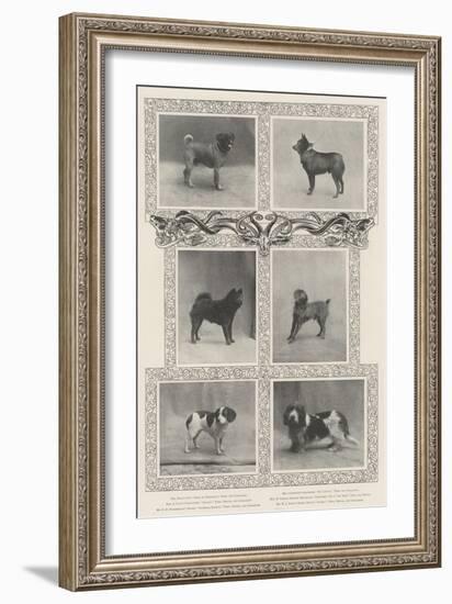 Notable Prize-Winners at the Kennel Club's Forty-Sixth Exhibition-null-Framed Giclee Print