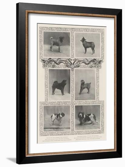 Notable Prize-Winners at the Kennel Club's Forty-Sixth Exhibition-null-Framed Giclee Print