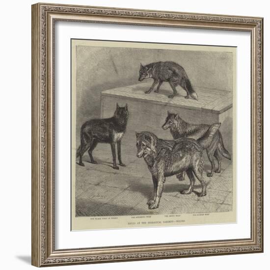 Notes at the Zoological Gardens, Wolves-null-Framed Giclee Print