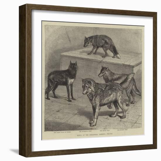 Notes at the Zoological Gardens, Wolves-null-Framed Giclee Print