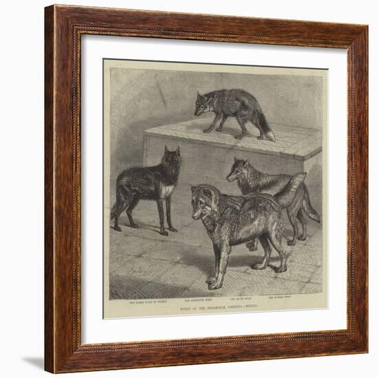 Notes at the Zoological Gardens, Wolves-null-Framed Giclee Print