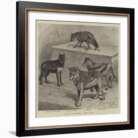 Notes at the Zoological Gardens, Wolves-null-Framed Giclee Print