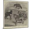 Notes at the Zoological Gardens, Wolves-null-Mounted Giclee Print