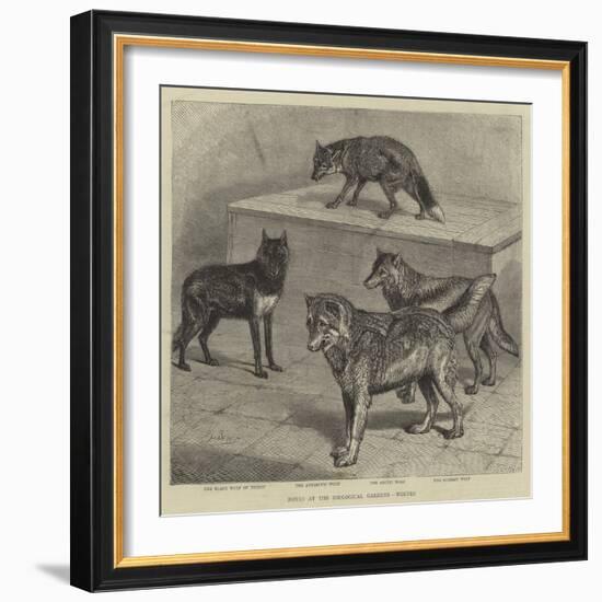 Notes at the Zoological Gardens, Wolves-null-Framed Giclee Print